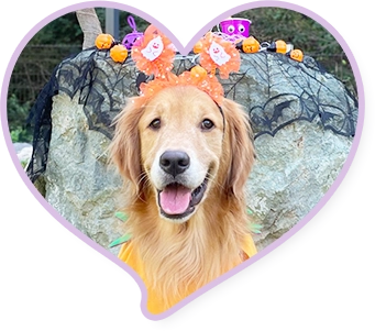 행복둥이 브리의 입양후기